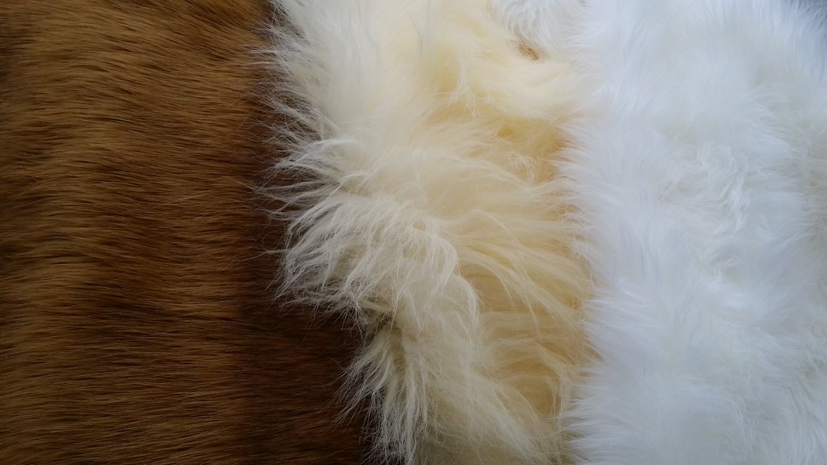 Missrars's tweet image. So I drew up the Banalamute (Banana×Malamute) based on the furs I have! The darker fur is really hard to photo but the yellow/gold/tan in the last photo is closest!

(Yes Im aware of Mal eye colours lmao)

#furryfandom #fursuit #premadedesign #realisticfursuit #malamute
