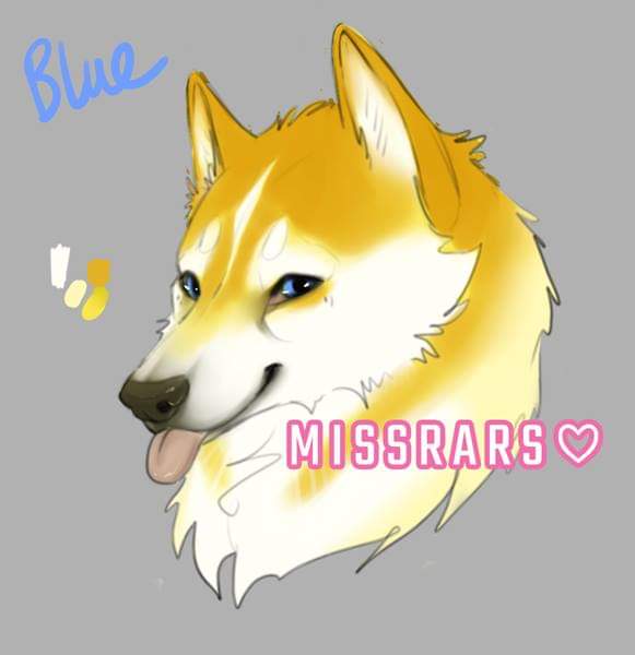 Missrars's tweet image. So I drew up the Banalamute (Banana×Malamute) based on the furs I have! The darker fur is really hard to photo but the yellow/gold/tan in the last photo is closest!

(Yes Im aware of Mal eye colours lmao)

#furryfandom #fursuit #premadedesign #realisticfursuit #malamute