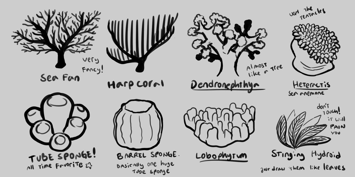 studying coral shapes 
