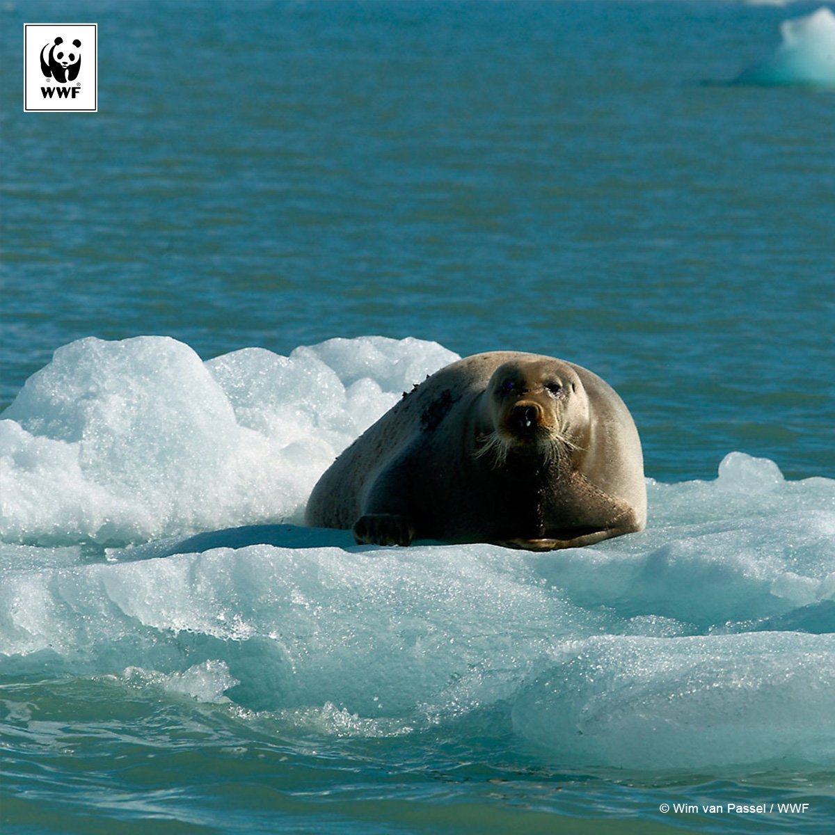 WWF on Twitter: WWF on Twitter: