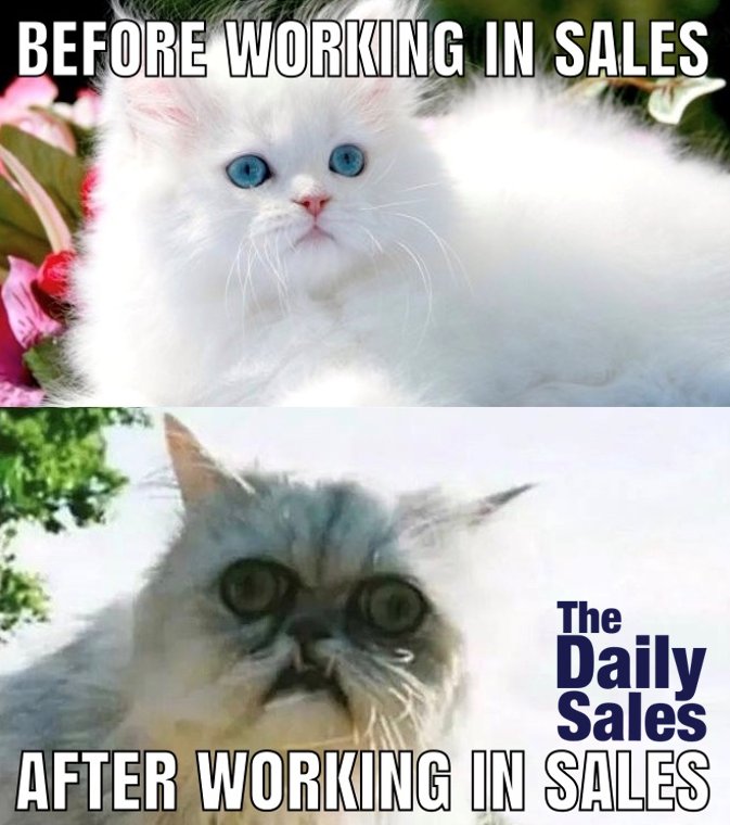 cat sales