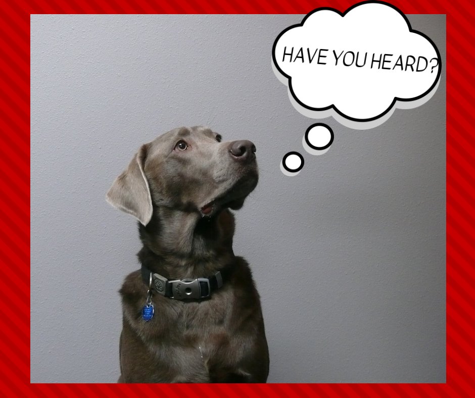 Gondola Train has some exciting news coming up!!

Stayed tuned ... 

#GondolaTrain #ExcitingNews #NewandImproved #OfficeDog
ow.ly/DOTA30mWNPm