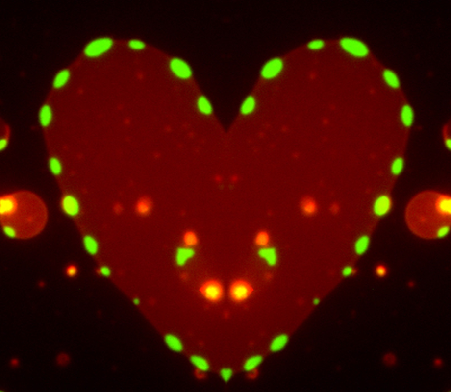 Hey #ascbembo18, we see your love of membranes and phase separation...  and they love you back, courtesy of <a href="/LeventalLab/">Ilya Levental</a>!!

Fluorescent protein domains self-assembling on a supported lipid bilayer!