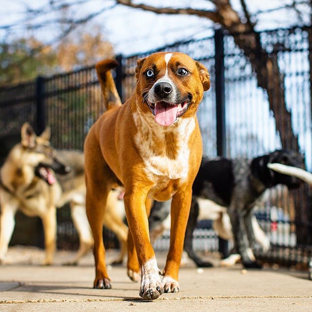 Pet Vet On Patton On Twitter I Ve Got My Eye On You Doglife Tot Radar Petvetonpatton Fotobycoco Asheville Ashevilledog 828isgreat Doggiedaycare Theweekoninstagram Dogoftheday Bestwoof10k Livecolorfully