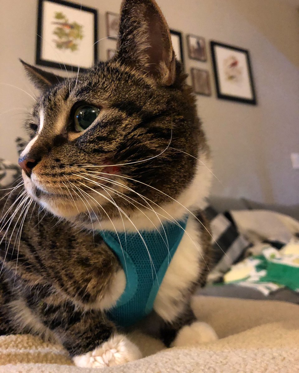 Keith (Hernandez) has a new harness so we can go outdoors responsibly and not kill birds! #birds #cats #indoorcats #conservationaction