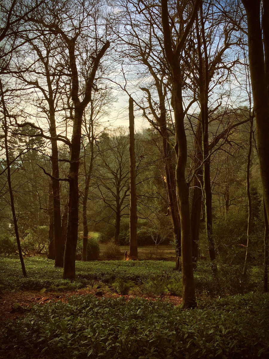 The_TreeGuy's tweet photo. Removing a 125ft Douglas fir @ntstourhead, such a shame to see it go but proud to be the last to climb it. 
@alanstourhead @NTSouthWest #tree #rotten #climbing https://t.co/1ZhMnzvYES