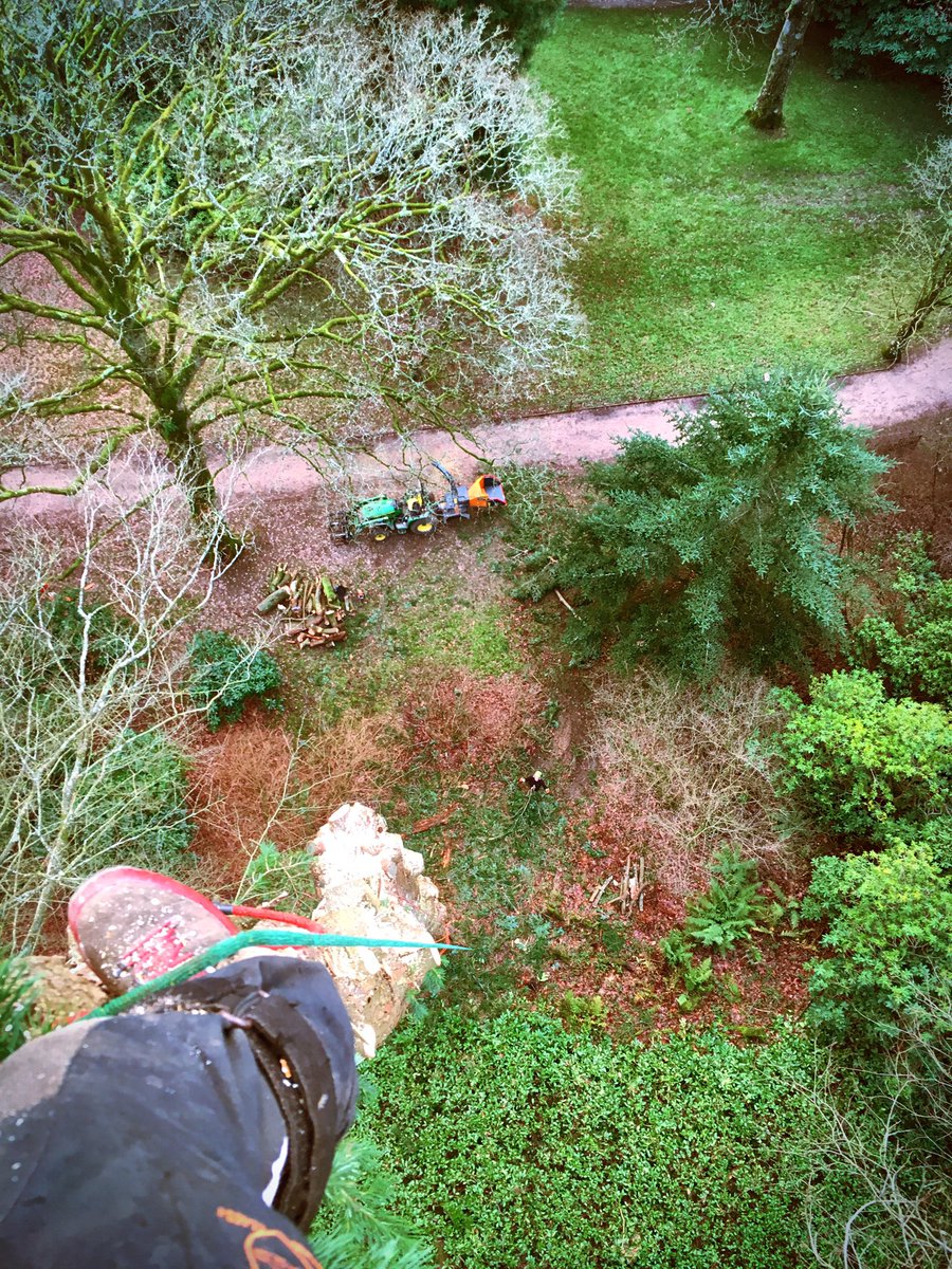 Removing a 125ft Douglas fir <a href="/ntstourhead/">Stourhead</a>, such a shame to see it go but proud to be the last to climb it. 
<a href="/alanstourhead/">Alan Power</a> <a href="/NTSouthWest/">National Trust South West</a> #tree #rotten #climbing