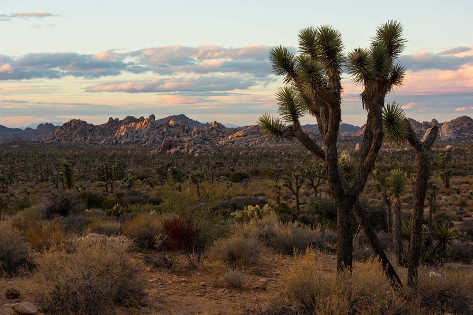 JoshuaTreeNPS's tweet photo. The desert gives us so much, sunsets, hikes, fresh air, wildflowers, etc. What do you give to the desert? https://t.co/7jh9vJp95s