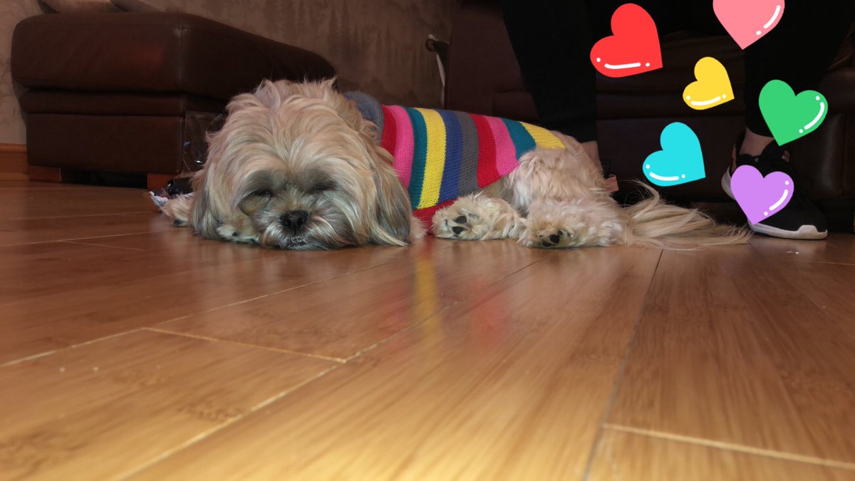 Here is Bonnie in her new winter jumper 💝