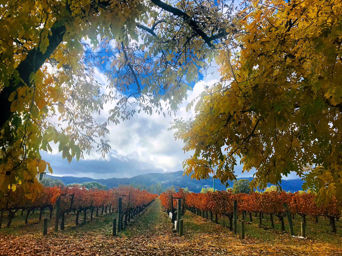 Fall Foliage in Rutherford 🍁🍂🍇!! #nofilter #tonellacellars #rutherford #view #napavalley #napa #fall #fallfoliage #fallleaves #winecountry #wine #vineyard #nature #naturephotography #fallcolors