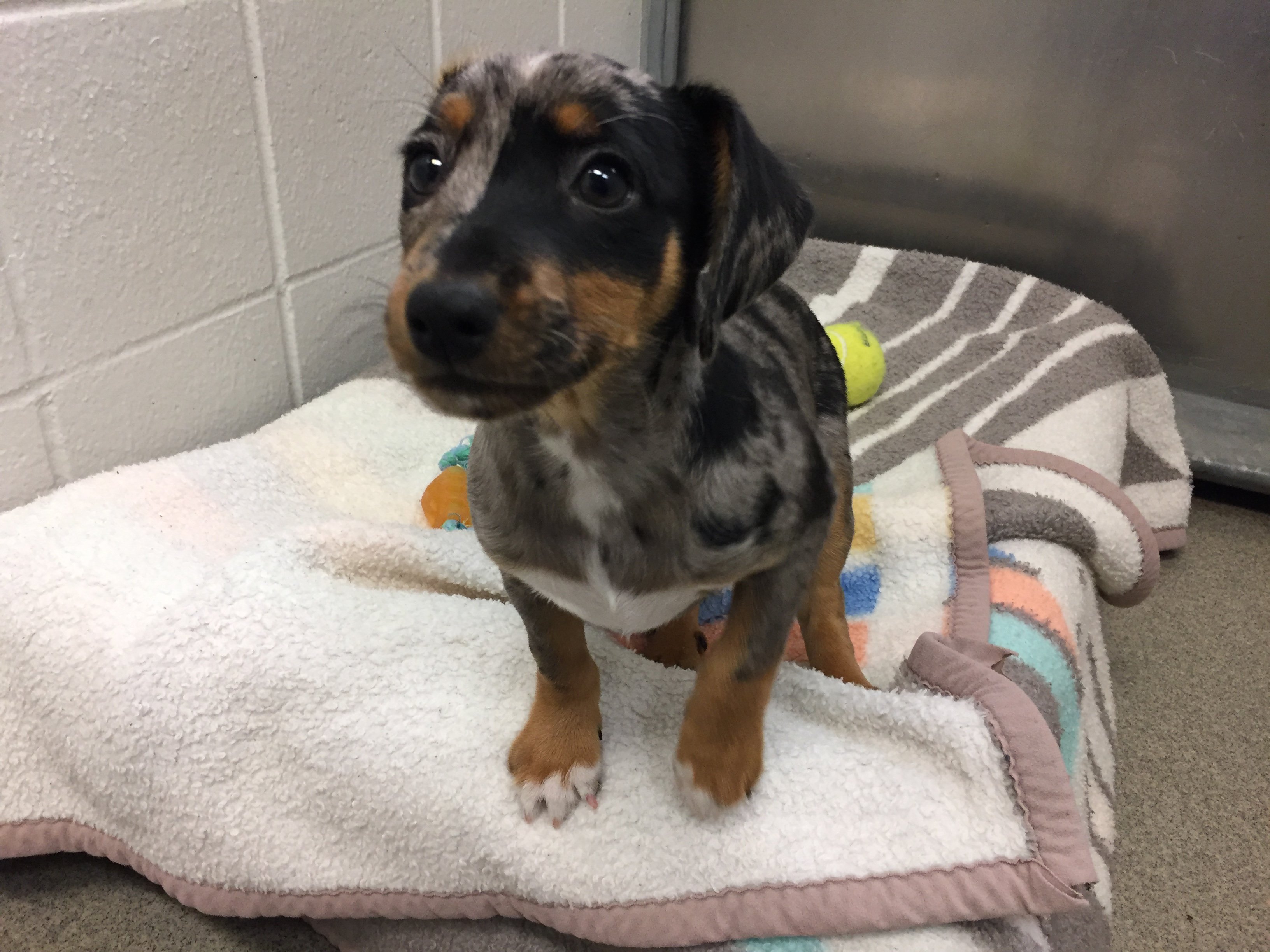 Nebraska Humane Society on X