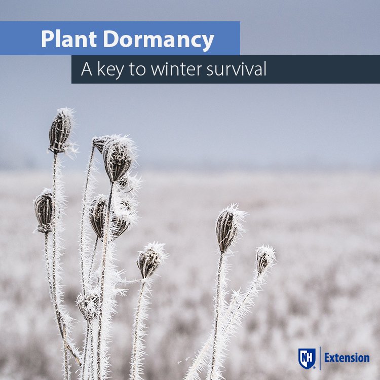 #Plants in #NH are pretty tough. They'd have to be to survive our harsh #winterweather and low temps. Did you ever consider how plants survive? Get your dose of #science today, with info such as: plants create their own "antifreeze." Fascinating! extension.unh.edu/blog/dormancy-…