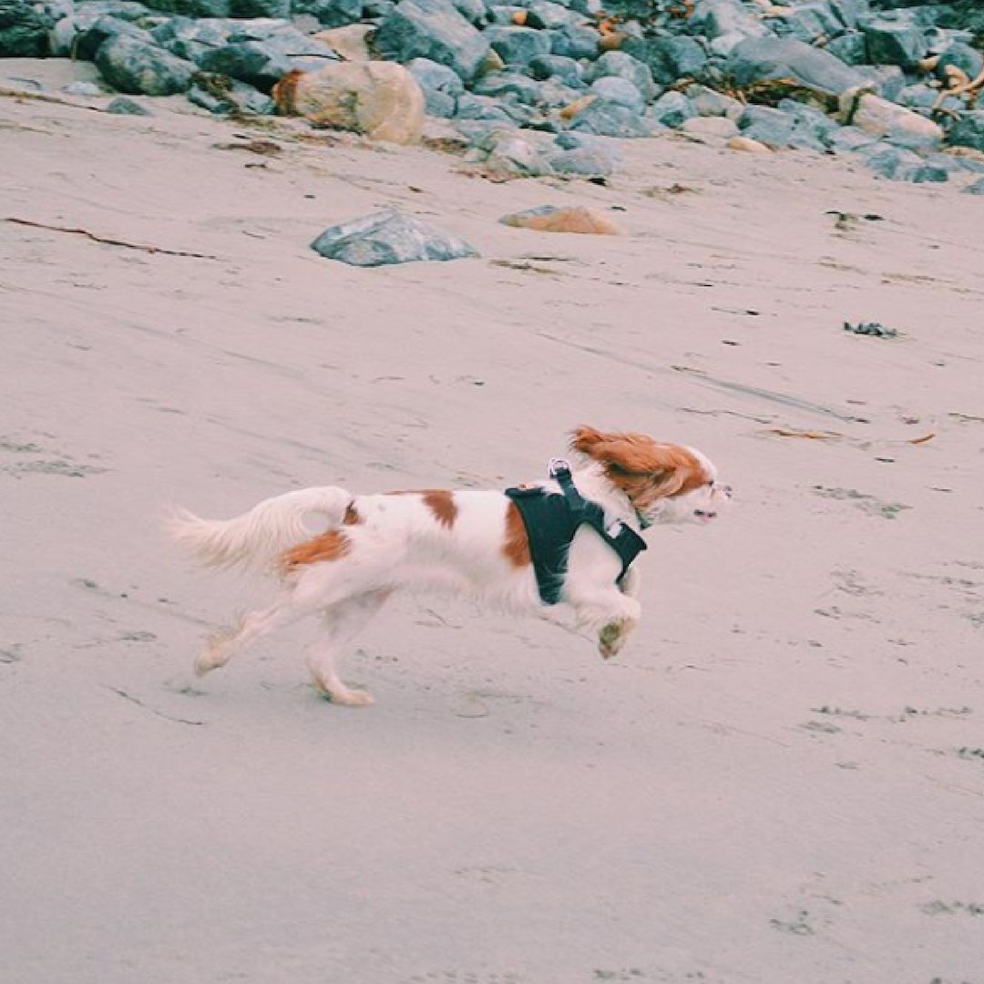 There is no better feeling on a #Friday when the workday is over, and you get to finally go on your #BigSur weekend getaway. Book your stay at the #BigSurLodge and get that #Fridayfeeling today!
Run like the wind @ churchill.the.cavalier