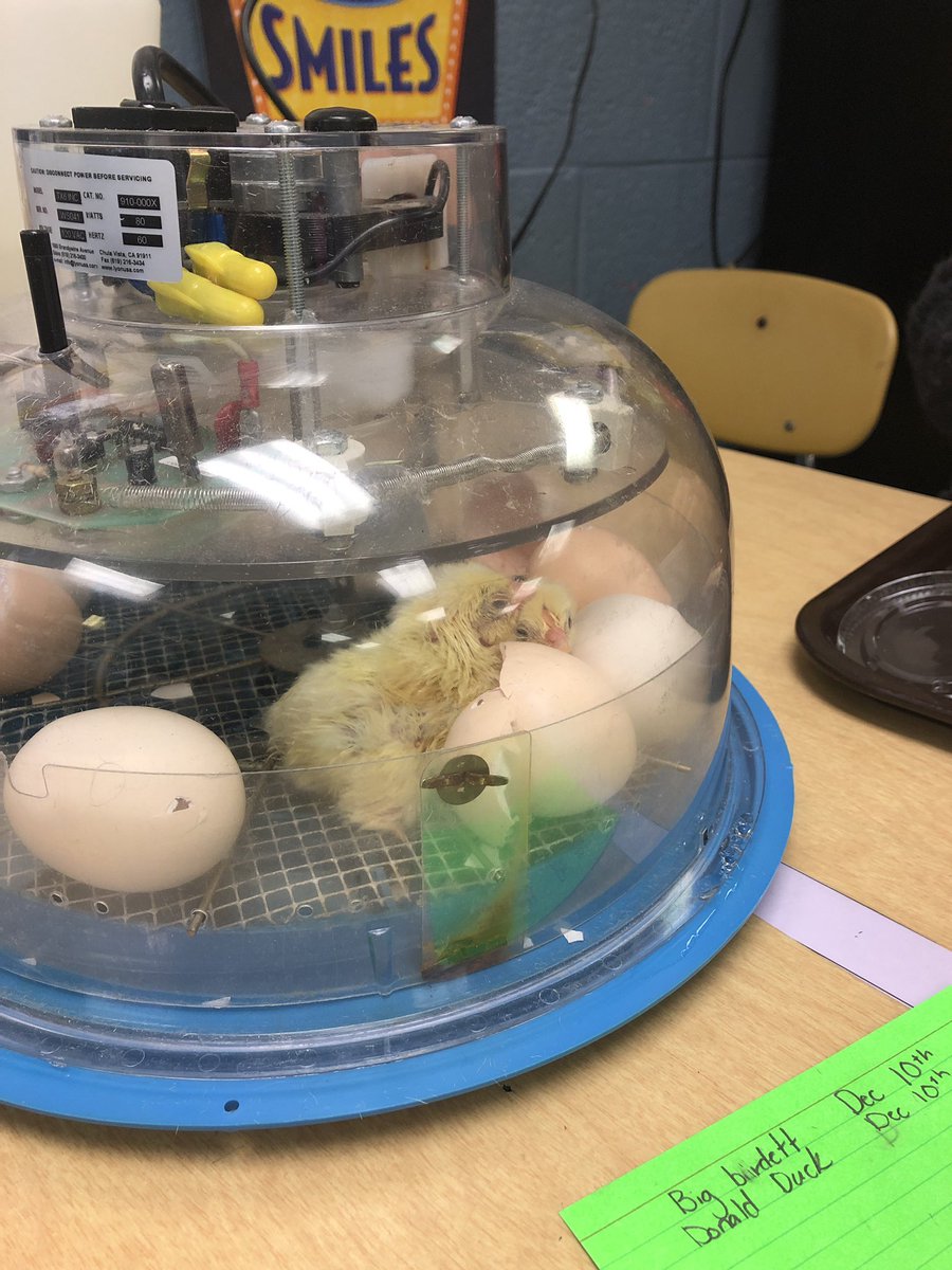MrsKMangan's tweet photo. Room 28 is taking great care of the sweet chicks. @WrightstownGr4 @BethFox_WES https://t.co/8xgjLSOcud