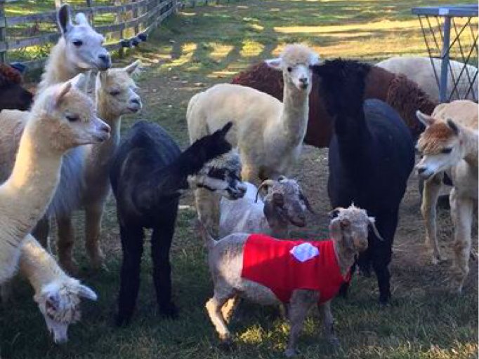 Even the residents of Cupid Falls Farms agree that sweater weather is better at Lake Chatuge! For an escape from the ordinary, visit Lake Chatuge: ow.ly/jVDZ30mQqrl #golakechatuge #escape #sweaterweather #alpaca