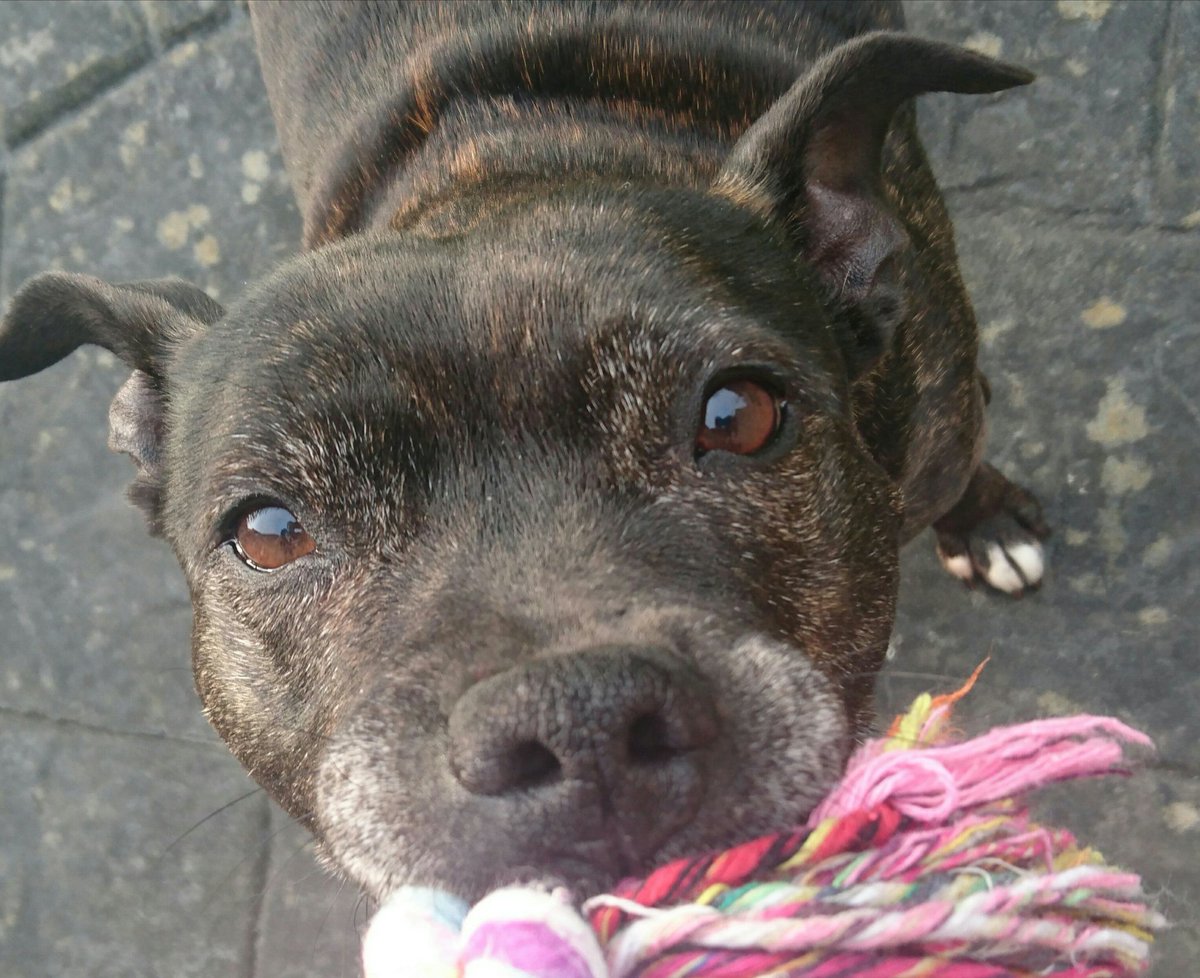 MixAsylum's tweet photo. @PdStellaGlosPol Nothing is staffie proof the packaging always say indestructible but a week later its in bits https://t.co/PQkbHnhA71