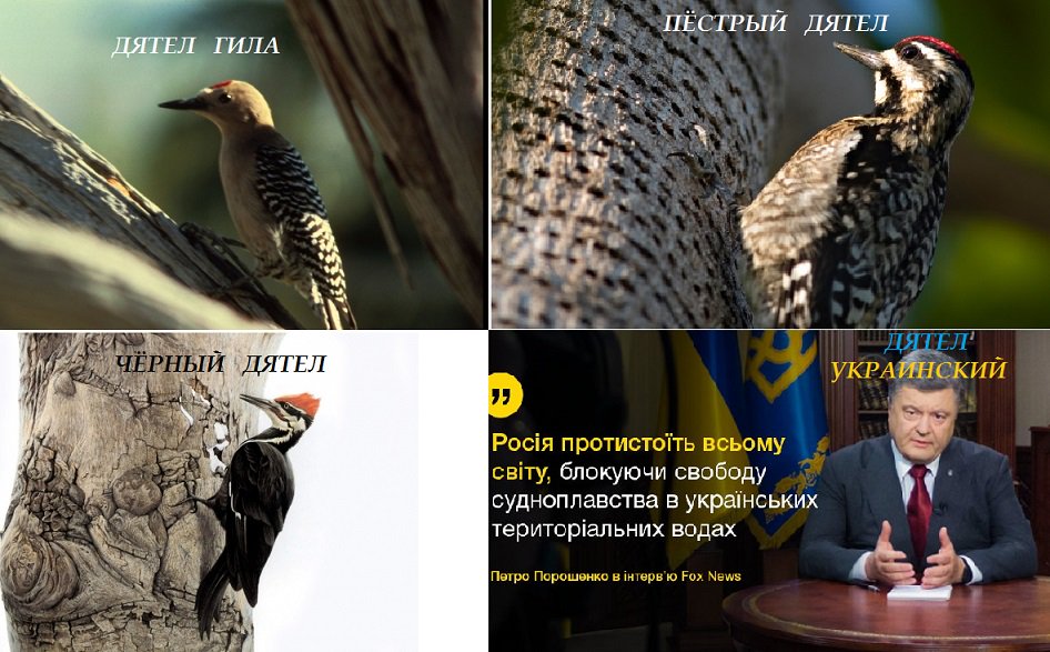 narvsky_'s tweet photo. Дятлы - они такие разные!
#дятел #Порошенко https://t.co/HBvFX56Rwa