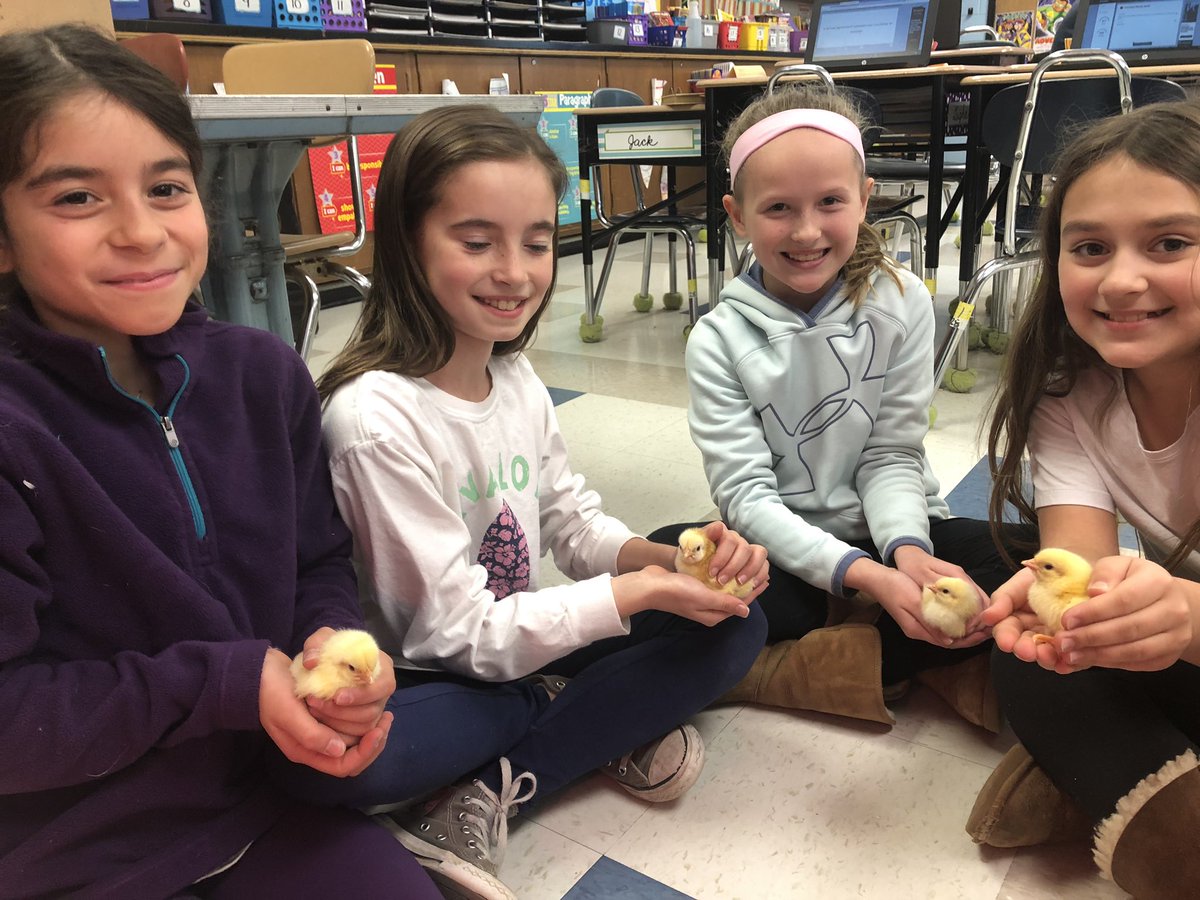 MrsKMangan's tweet photo. The students are so excited to hold the chicks. @BethFox_WES @WrightstownGr4 https://t.co/1IEaZL4hJ6