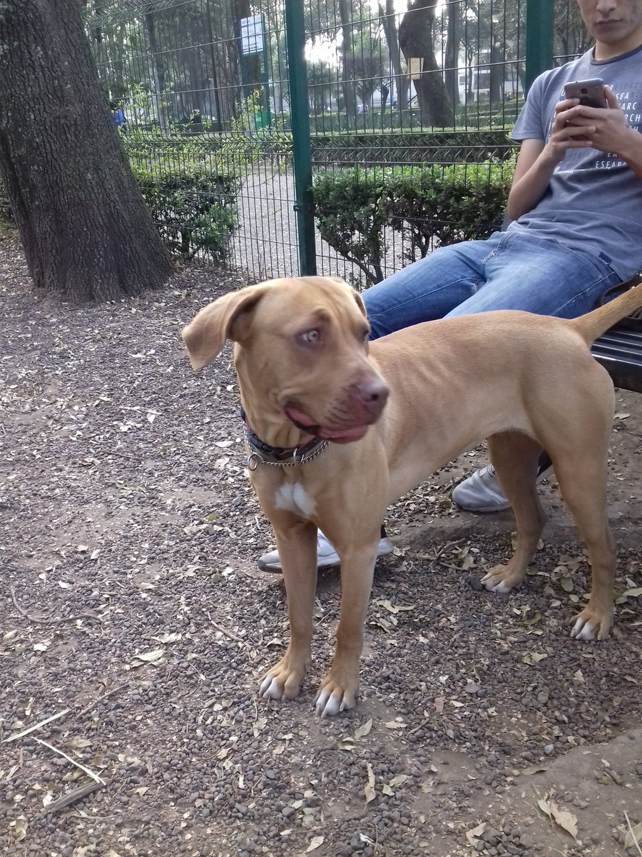 VetCenterMx's tweet photo. #PerritaSinPlaca al parecer abandonada en corral de #ParqueDeLosVenados... ya tiene más de una hora, si alguien la conoce... #AyúdenosAAyudar 🙏 RT https://t.co/hV2M9dUjTF