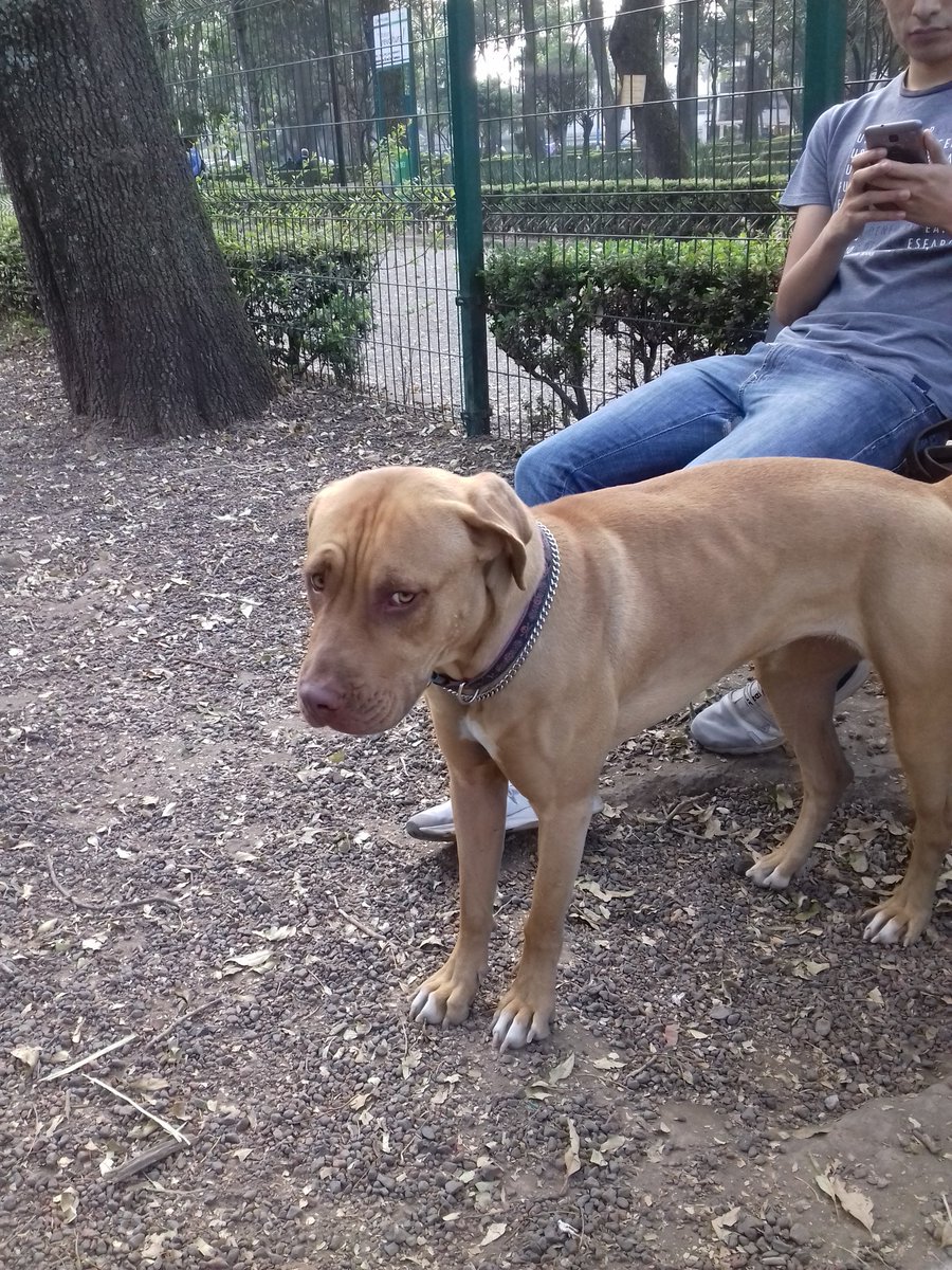 VetCenterMx's tweet photo. #PerritaSinPlaca al parecer abandonada en corral de #ParqueDeLosVenados... ya tiene más de una hora, si alguien la conoce... #AyúdenosAAyudar 🙏 RT https://t.co/hV2M9dUjTF
