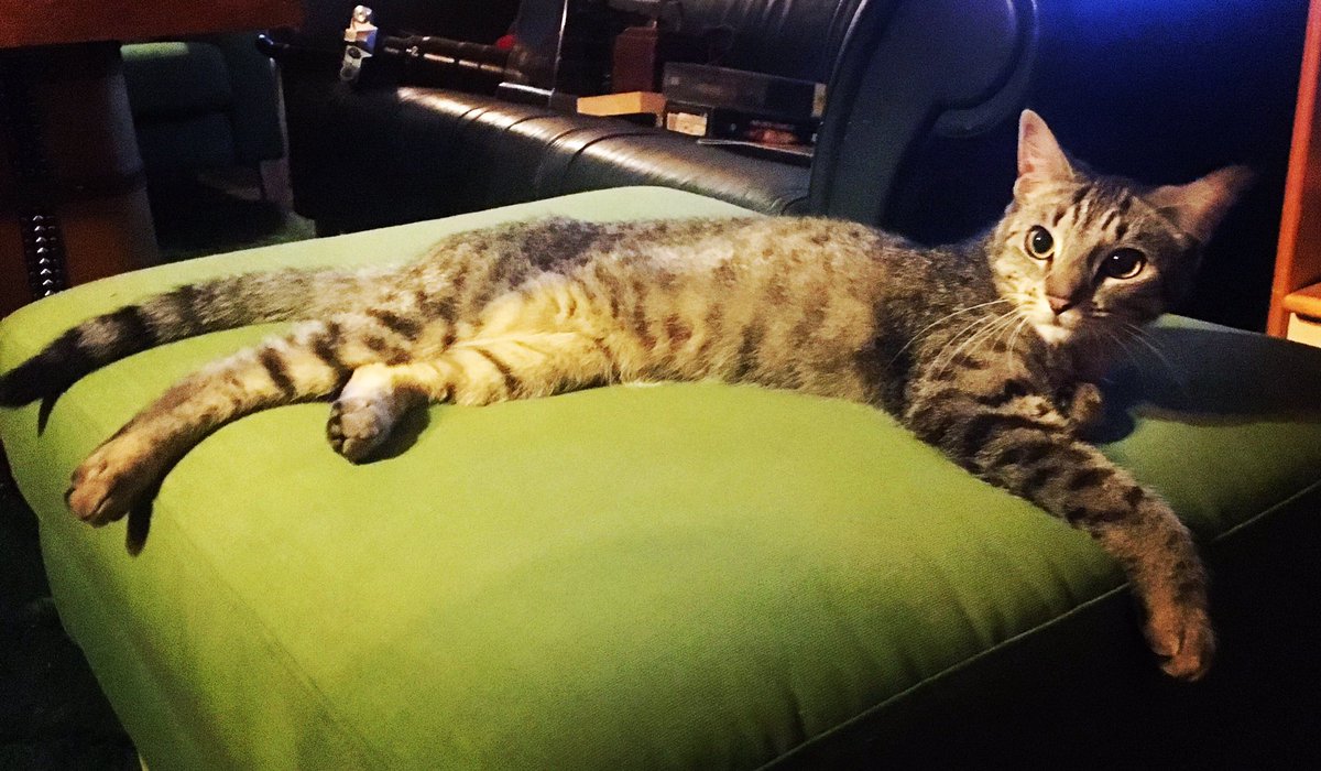 What a #poser ! Lanky #kitten #JinxTheMinx casually drapes herself over the footstool 😻
#cat #tabby #furbaby #purrbaby #whiskers #rescue #catsofinstagram