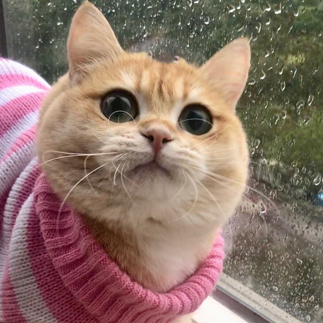 Cats Bible 🐱 tweet media