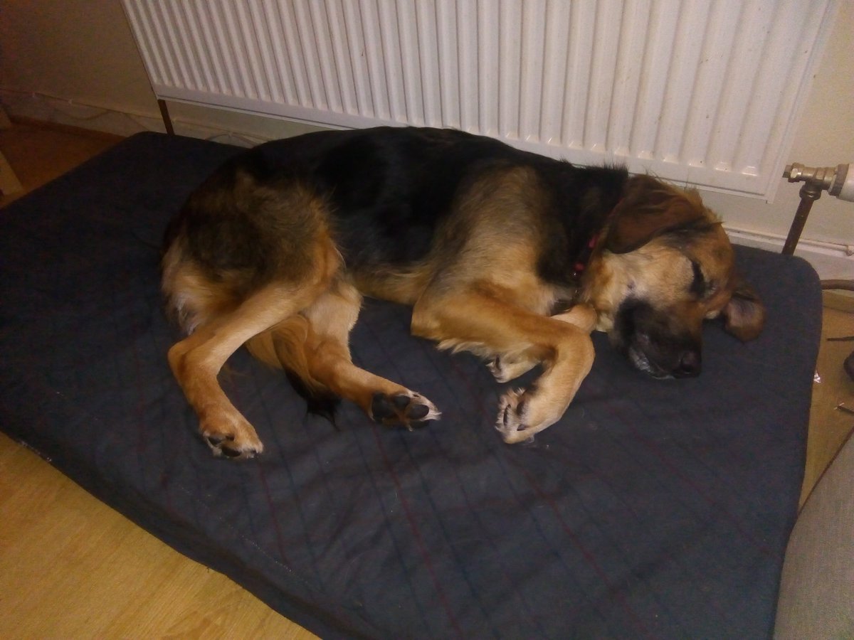 Marian McCarthy (@MarianMcCarthy) on Twitter photo 11/12/2018 21:05:53 @PetSittersIre I know I'm late but this is Bear #PetLoversHour @PetSittersIre I know I'm late but this is Bear #PetLoversHour