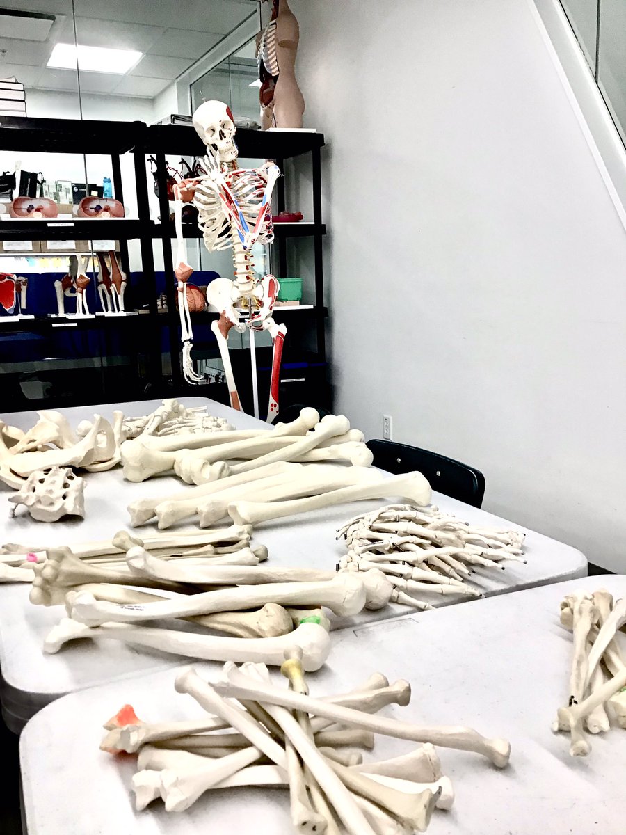 End of the semester means it’s time for a bone inventory recount!! 🦴🗂🧠 #FinalsWeek #Langara #Anatomy