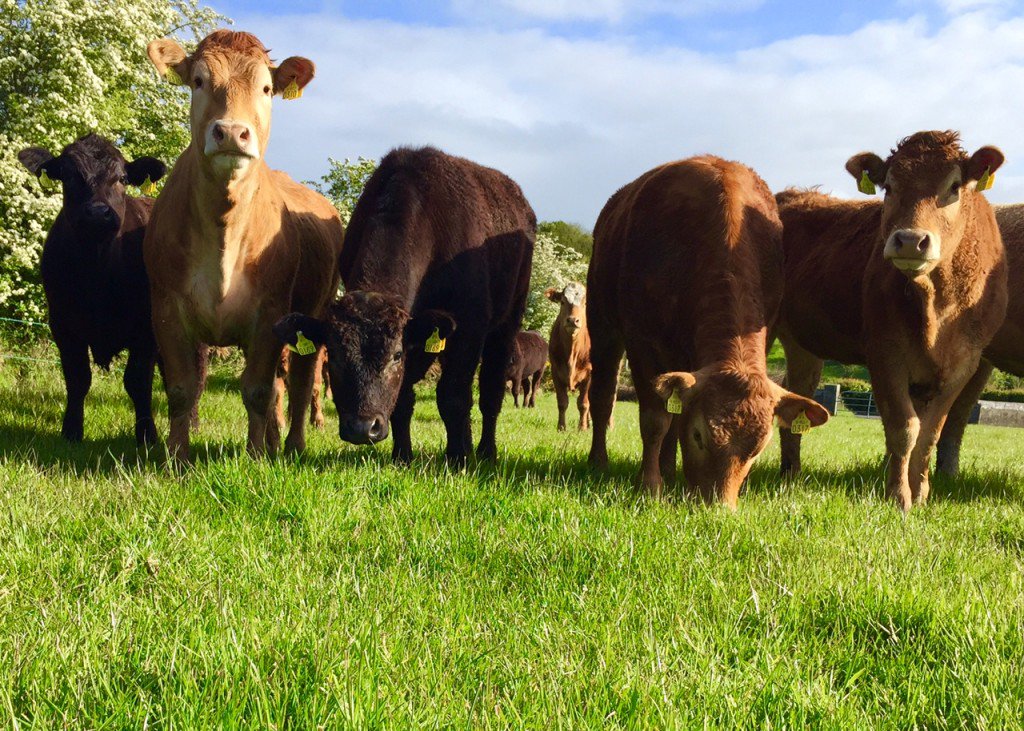Teagasc on X: Is grass-fed beef better for you than other types of beef?  This was the topic of a one-day workshop held at the Teagasc Ashtown today    / X