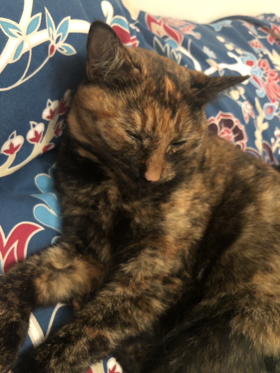 tasha (@cariadhearts) on Twitter photo 11/12/2018 21:09:54 @Thesherbertime my cat doesn’t want me to leave @Thesherbertime my cat doesn’t want me to leave