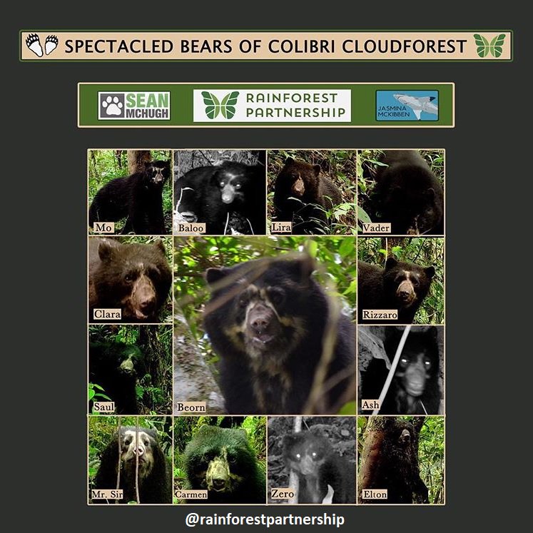 mGive's tweet photo. @rainforestpartnership are currently working with the Peruvian government to further present our scientific findings and created a new regionally protected area to preserve the forest and these magnificent bears. https://t.co/evbTqaCiqS https://t.co/VR60W5F3U4