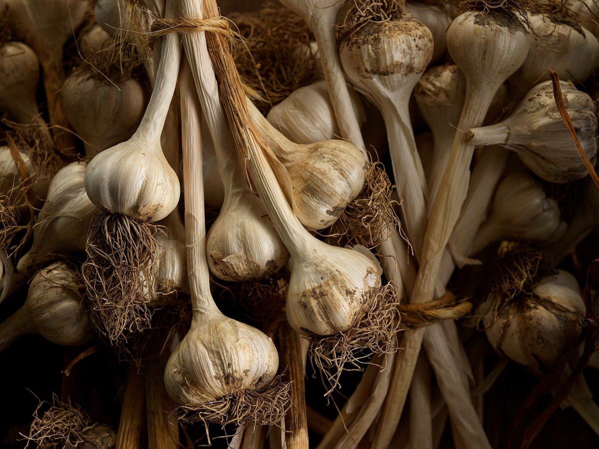 culinaryphoto's tweet photo. “Garlic is divine. Few food items can taste so many distinct ways, handled correctly. Misuse of garlic is a crime...Please, treat your garlic with respect. Too lazy to peel fresh? You don't deserve to eat garlic.”                                ― Anthony Bourdain https://t.co/krZb82fmzc