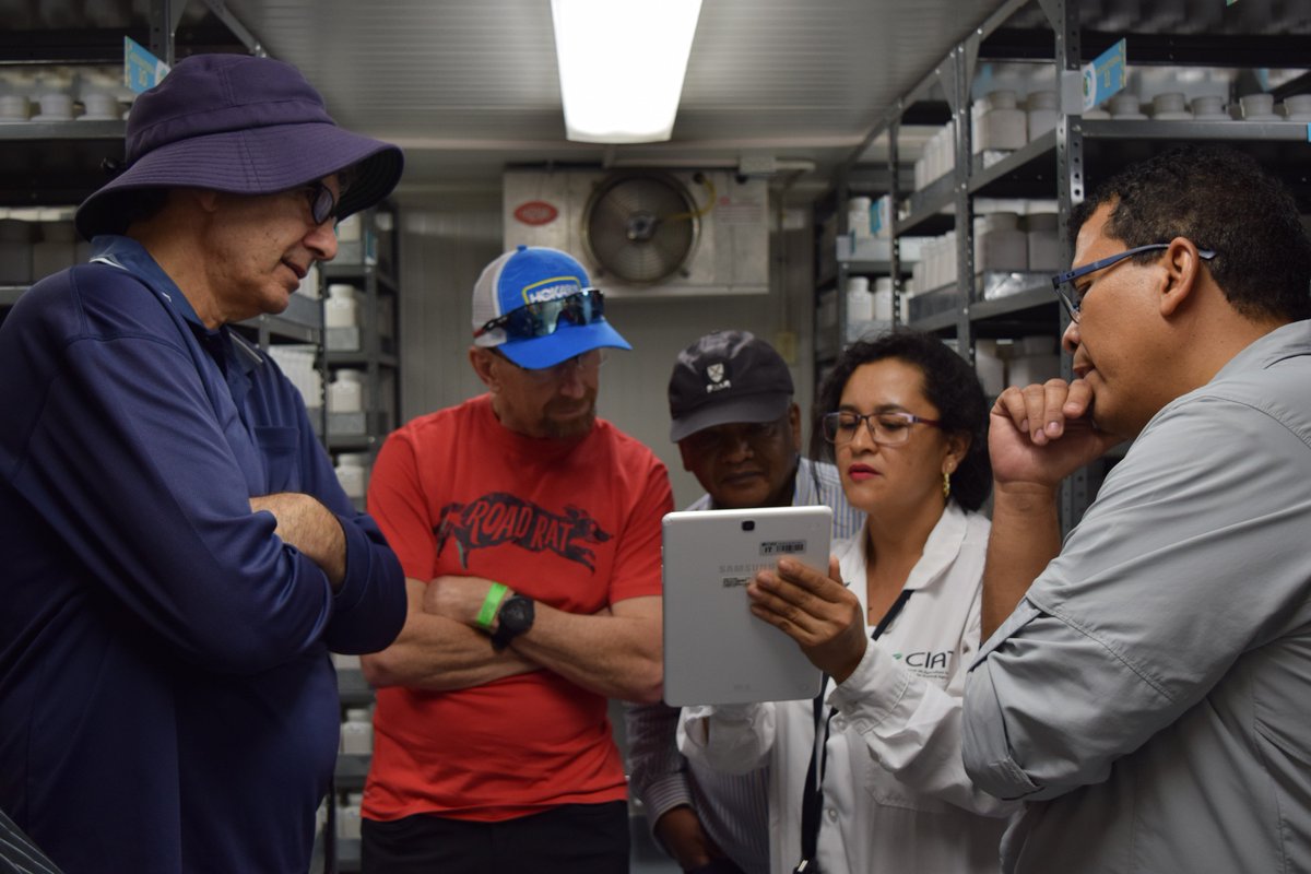 arrozFLAR's tweet photo. Recently, Yilma Kebede @gatesfoundation Christopher Lambrides and Mark Cooper @UQ_News experts in measuring the efficiency of breeding programs #BPAT, evaluated the Rice Breeding Program of @CIAT_ and @arrozFLAR #UniquePartnership 📸https://t.co/qZsJFIypFl https://t.co/xMb0b8Z9i5