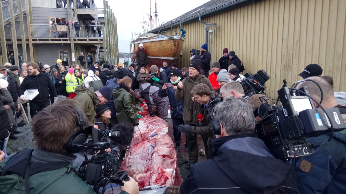 EmzLCarroll's tweet photo. Amazing levels of interest in #seiwhale dissection in Hobro, Denmark! Photo courtesy of Morten Tange Olsen, Copenhagen University, who is probably elbow deep in whale still... #realbiology #science_education #science https://t.co/a8K9WMqaZi