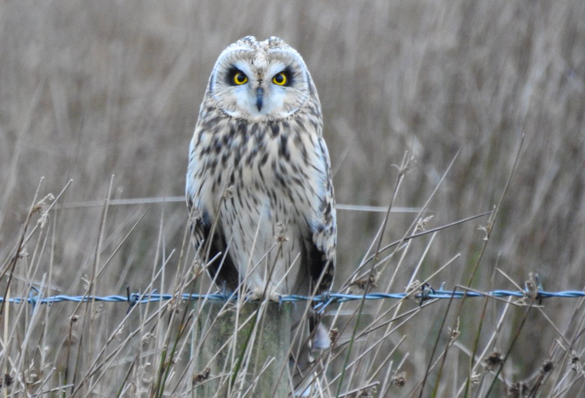 SalfordMartin's tweet photo. Short-eared owl and little owl, Bury, Greater Manchester @MancunianBirder @BirdGuides @BirdTrack https://t.co/bgXmrYA7NG