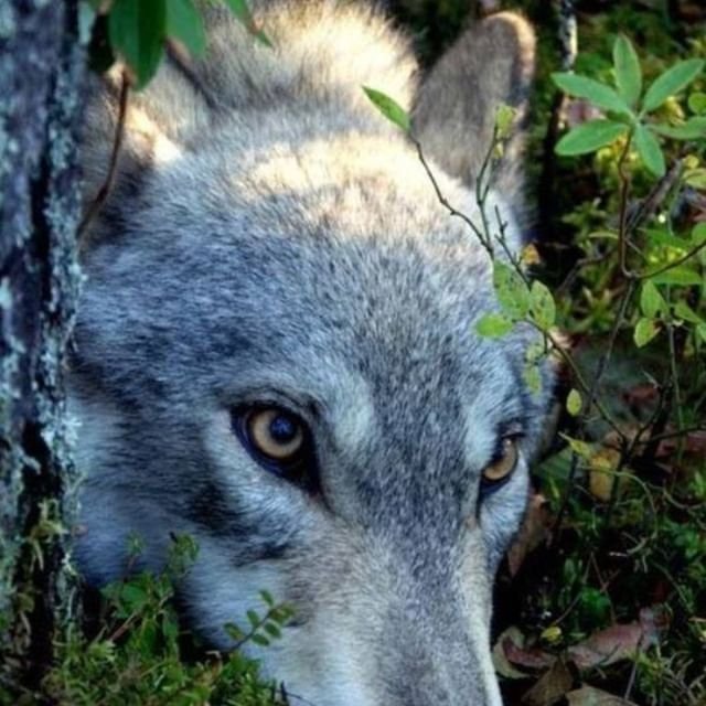 A wolf which has been driven from the pack or has left of its own accord is called a lone wolf.  It avoids contact with packs and rarely howls.
#wolves #wolf  #wolfstar #wolf🐺 #wolflovers #wolfchildren #wolfman #graywolf #lovewolves #wolftshirt #wolfdogs #savethewolves