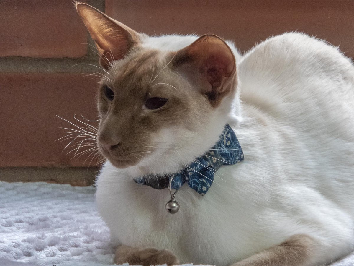 Diablo_Siamese's tweet photo. #GoodCameraIsOut #WillingModel #StrikeAPose #HandsomeDevil #CinnamonSiamese @jolenehunter #catsofinstagram #CatsOfTwitter #Nikon https://t.co/YivA2RkCzq