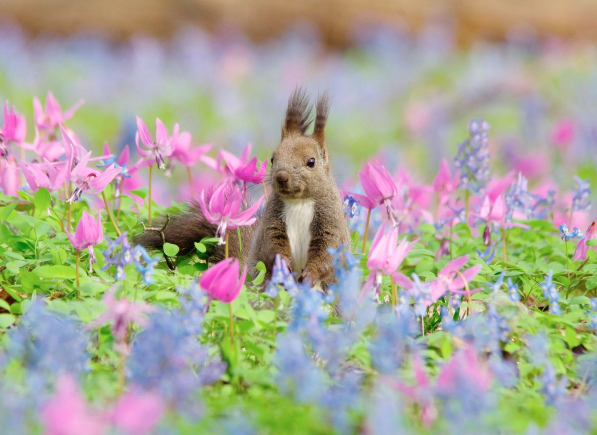 Kachimoto Auf Twitter エゾリス とカタクリの花 とエゾエンゴサクの花 エゾリス リス Squirrel Kachimoto Auf Twitter エゾリス とカタクリの花 とエゾエンゴサクの花 エゾリス リス Squirrel
