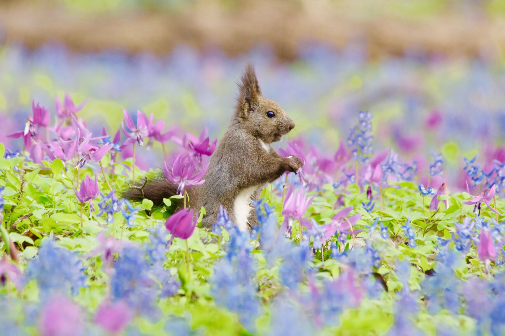 Kachimoto Auf Twitter エゾリス とカタクリの花 とエゾエンゴサクの花 エゾリス リス Squirrel