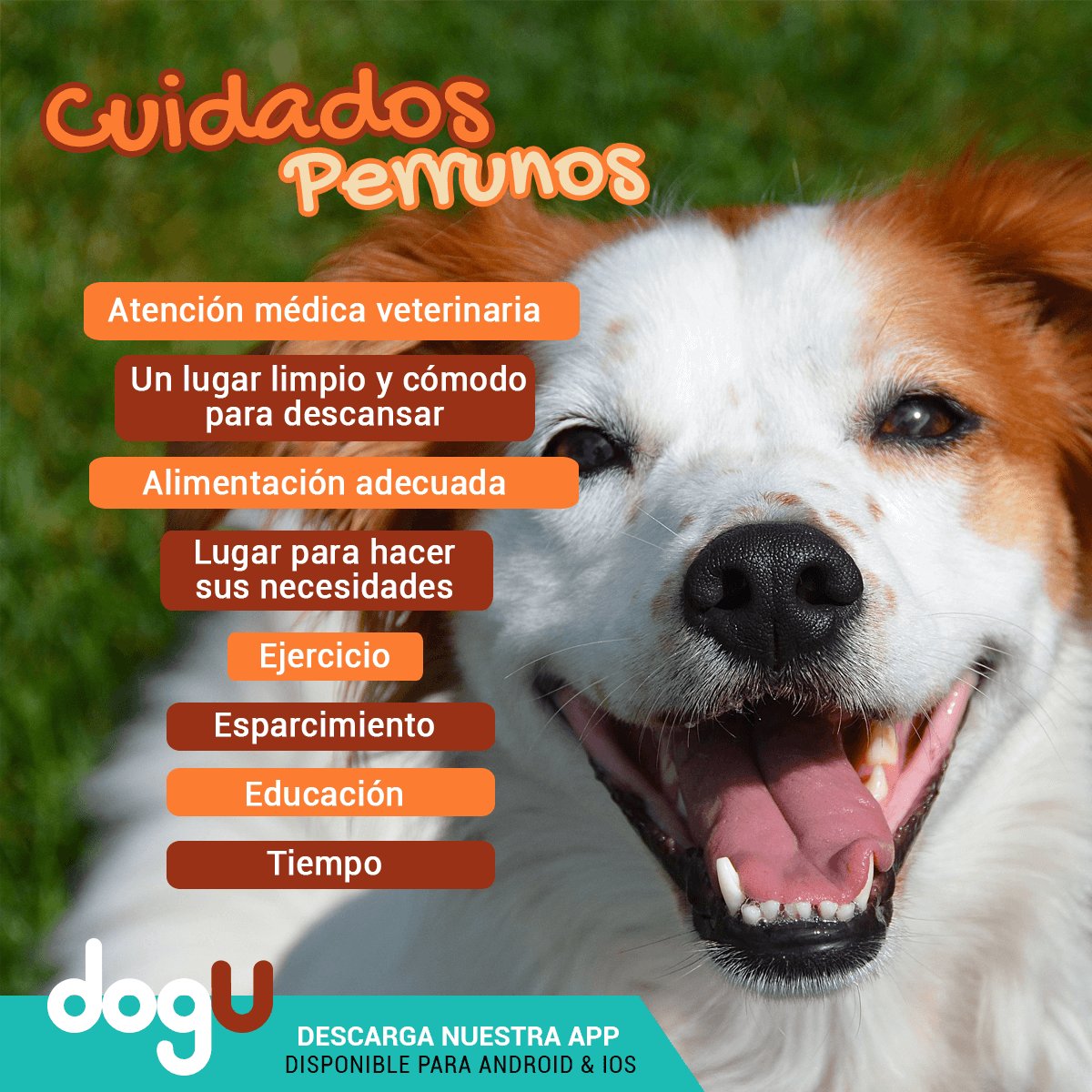 dogU tweet media
