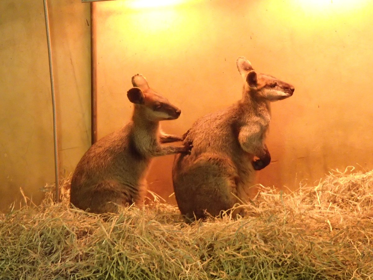 横浜市立野毛山動物園 公式 オグロワラビーの展示場には外にも中にもオレンジ色の あったかライト がついています 気温が下がってきて 動物のお部屋もいろいろな寒さ対策を実施中 何が用意されているか探してみるのも面白いかもしれません