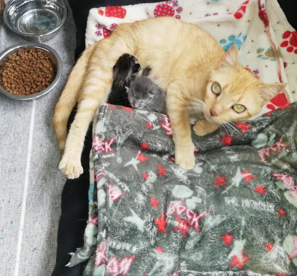 braulioEMarquez's tweet image. Esta tarde visité a los amigos de Hogar Amigo Fiel, en el municipio de Envigado.

El bienestar animal requiere de todo el compromiso social y político, por lo que también hará parte de mi programa de gobierno.

#AntioquiaUnPropósitoParaTodos 
#AsambleaDepartamentaldeAntioquia