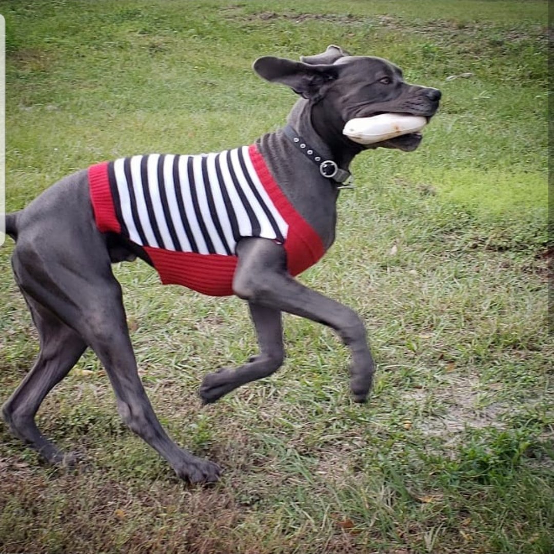 FergusGreatDane's tweet photo. Busy day helping pawrents work outside (it's COLD so I'm stuffed into sweater 💀🙄😱). 😊😊😊
#stuffedanimals #tinysweater #daneproblems 💀💀💀
@dog_rates @dogcelebration
#greatdane #bluegreatdane #FergusTheBlueGreatDane #greatdanes #dogs #giantbreed #dogsoftwitter https://t.co/zbY8vwIrcz
