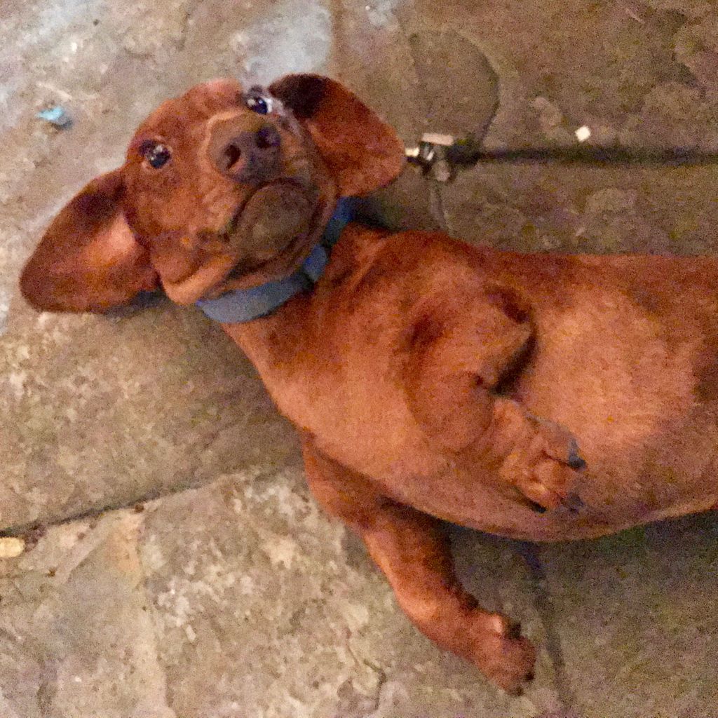bodegamcallen's tweet photo. Enjoy happy hour all day with your best friend out on our patio 🐶 https://t.co/5srjLTrFa0