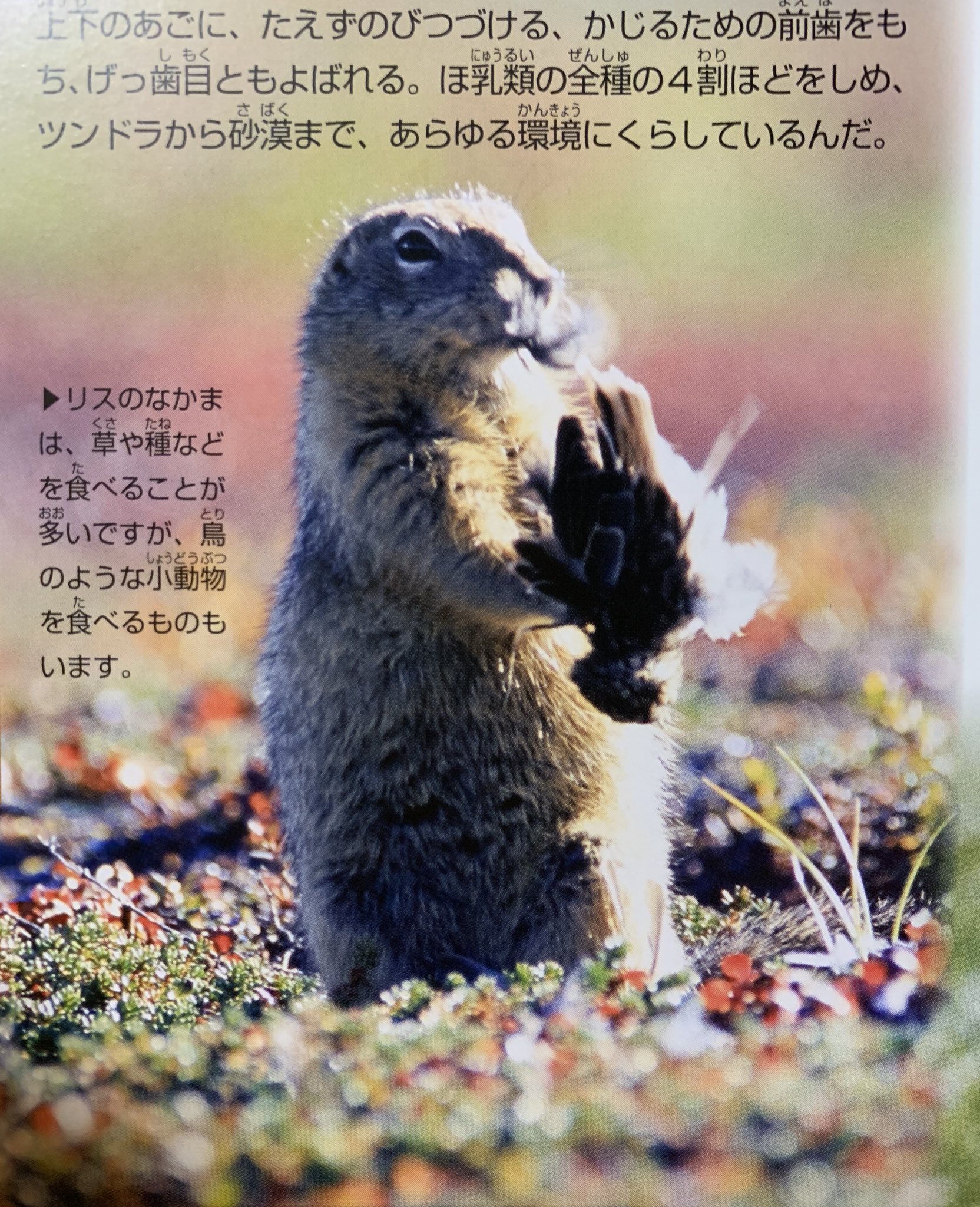 ｋｏ えっ リスって肉食もイケんの 衝撃 この そっと手に抱いてる感微笑ましいのに 動物 ホッキョクジリス リス 動物図鑑 講談社 T Co Gs2zavtesx Twitter