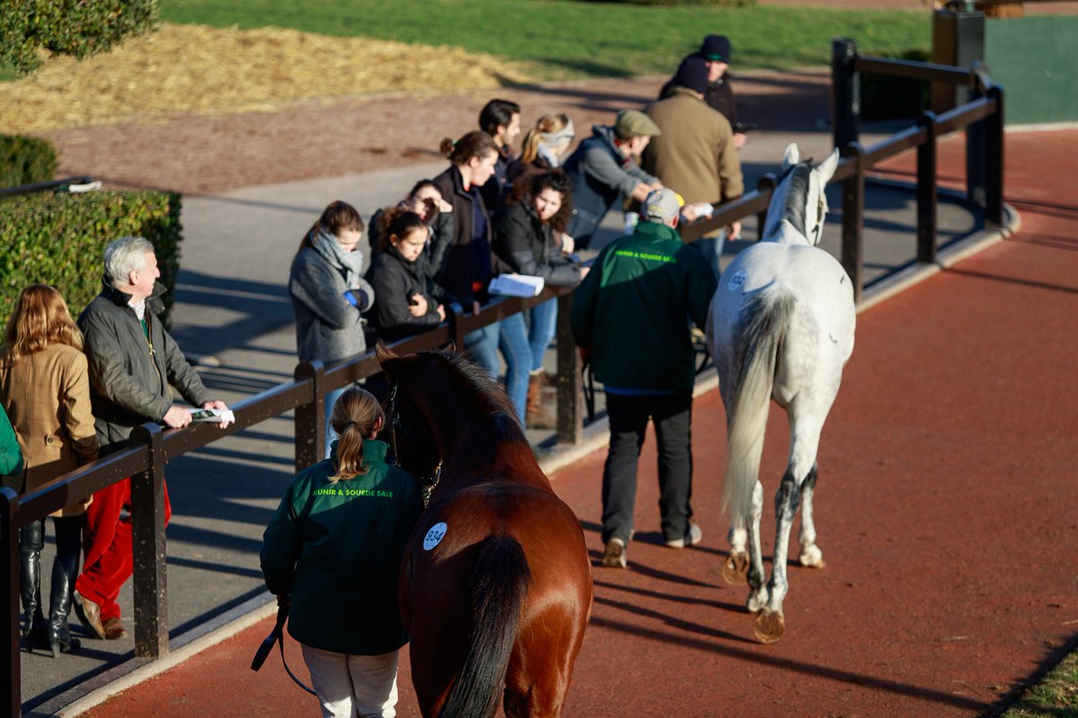 rpbloodstock's tweet photo. In pictures: Ma Filleule and Gitane Du Berlais dominate the dispersal in Deauville >>> https://t.co/gKUBwLWTuJ https://t.co/gCxF4usfCW