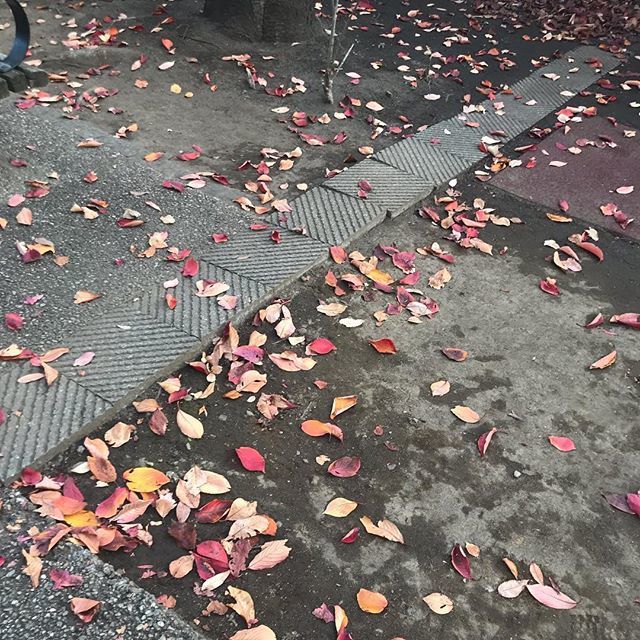 t_shirasawa's tweet photo. La saison s’en va. Höst passerar, vintern kommer. そろそろと、季節はゆくね。

#höst2018 #autumn2018 #autumnleaves #automne2018 #otono2018 #jesen2018 https://t.co/e2tdFKmtRN https://t.co/c1aymOR5Fp