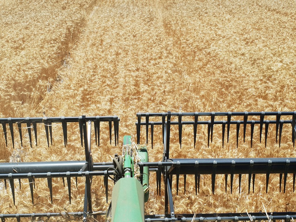 Mingenew Footy Club tweet media