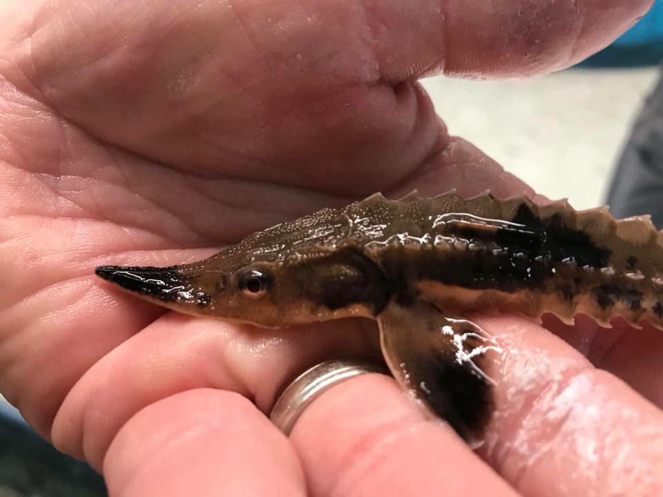 USFWS's tweet photo. This juvenile lake sturgeon, so cute and smol, at the Genoa National Fish Hatchery in Wisconsin will potentially top 6 feet and 200 lbs one day *wow*. 😮!

#TuesdayThoughts

Photo: USFWS 🐟

Learn more about the hatchery: https://t.co/Np06spCqZ3 https://t.co/cC26uxk5au