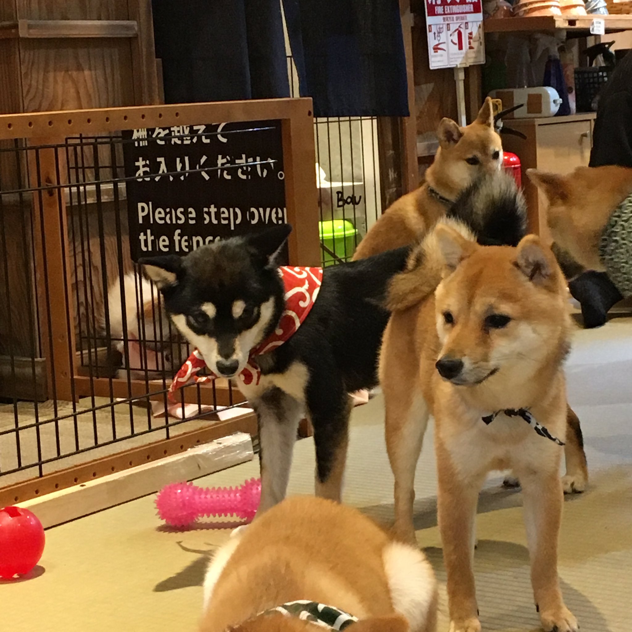 な 原宿の豆柴カフェかわいいけど 犬たちが楽しそうじゃなくてかわいそうになった T Co Dwebzw9myt Twitter